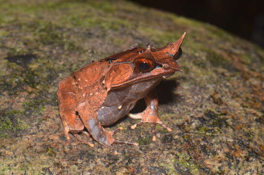 Image of Borneon Horned Frog