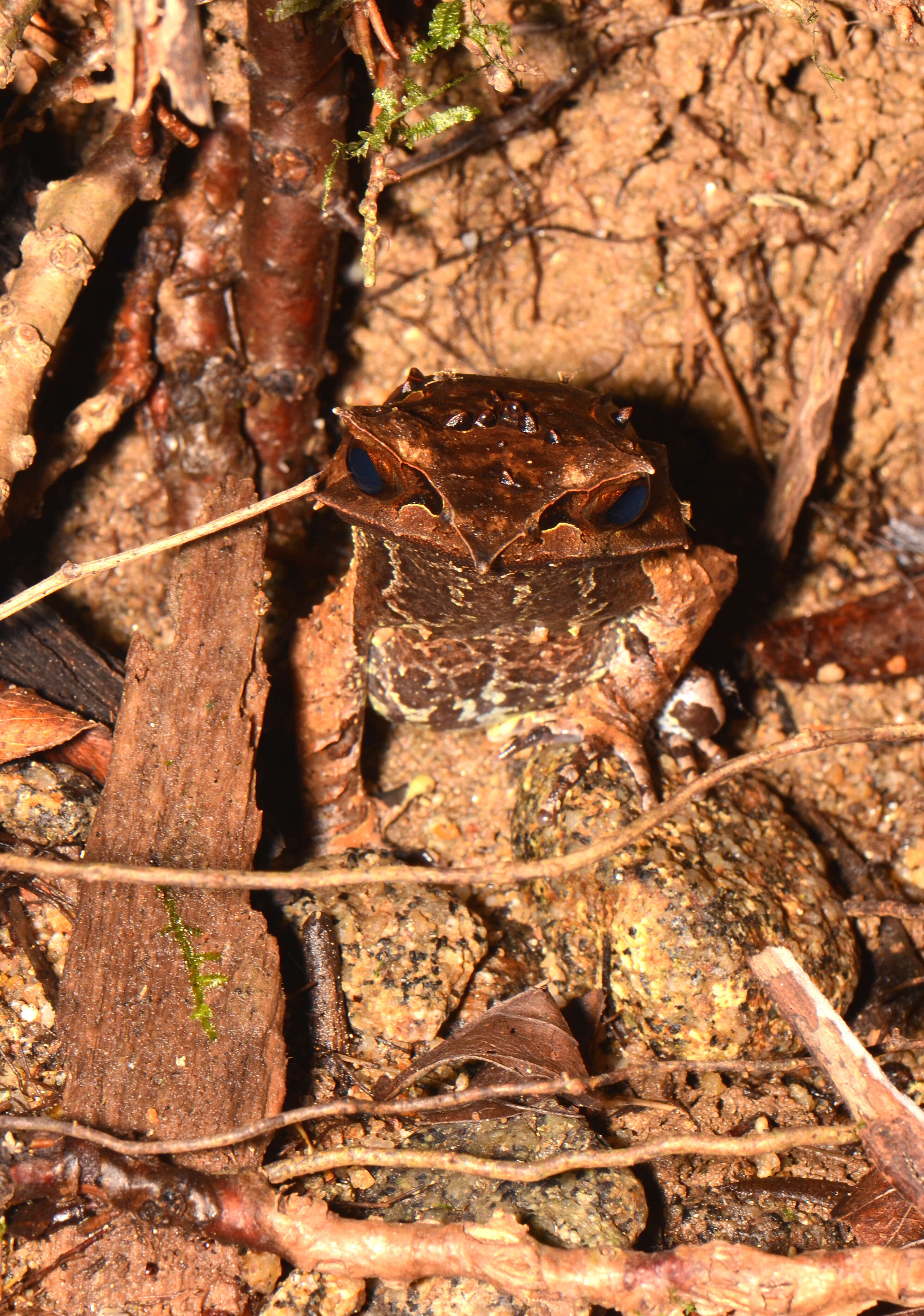 Image of Borneon Horned Frog