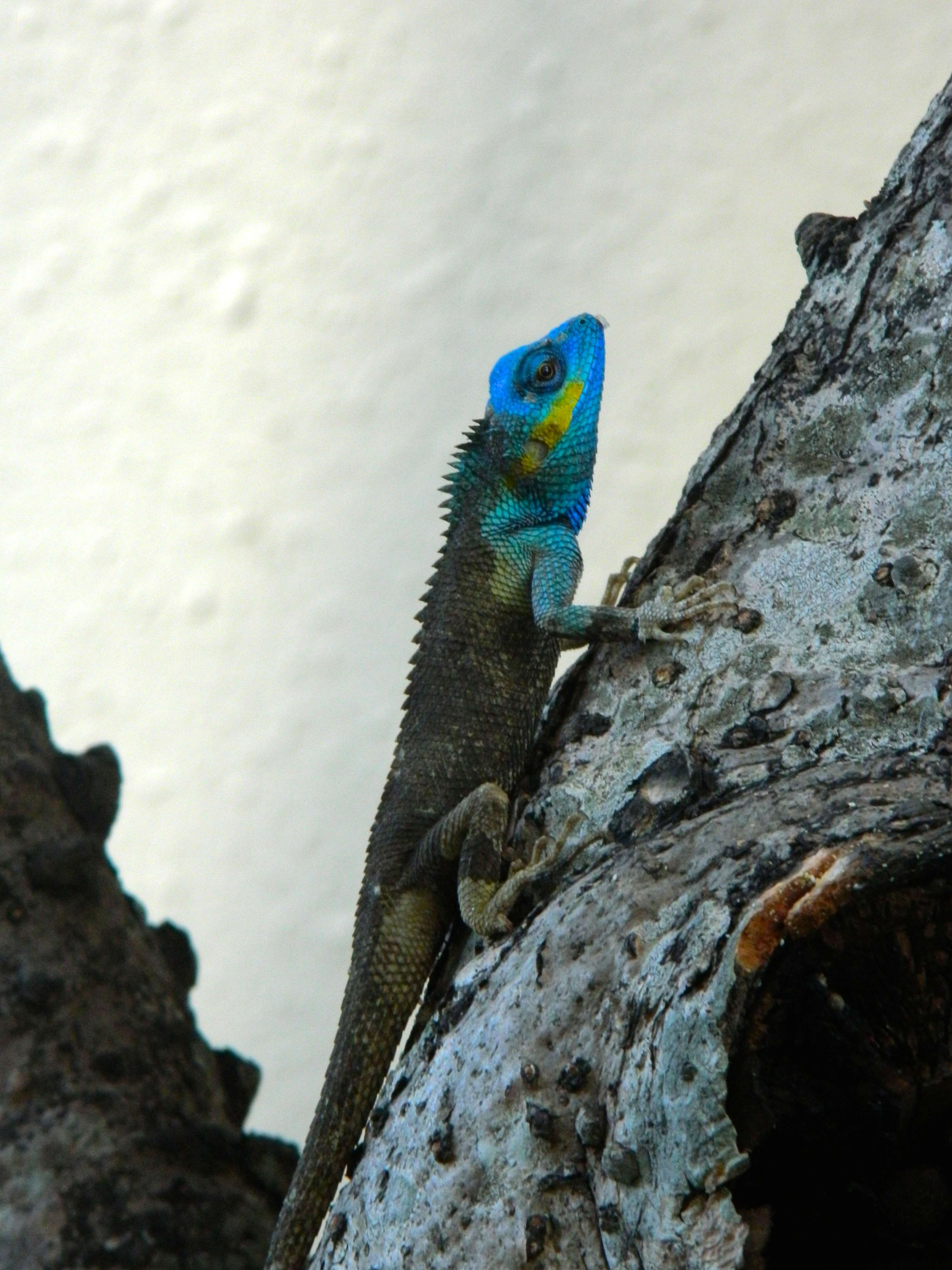 Calotes mystaceus Duméril & Bibron 1837 resmi