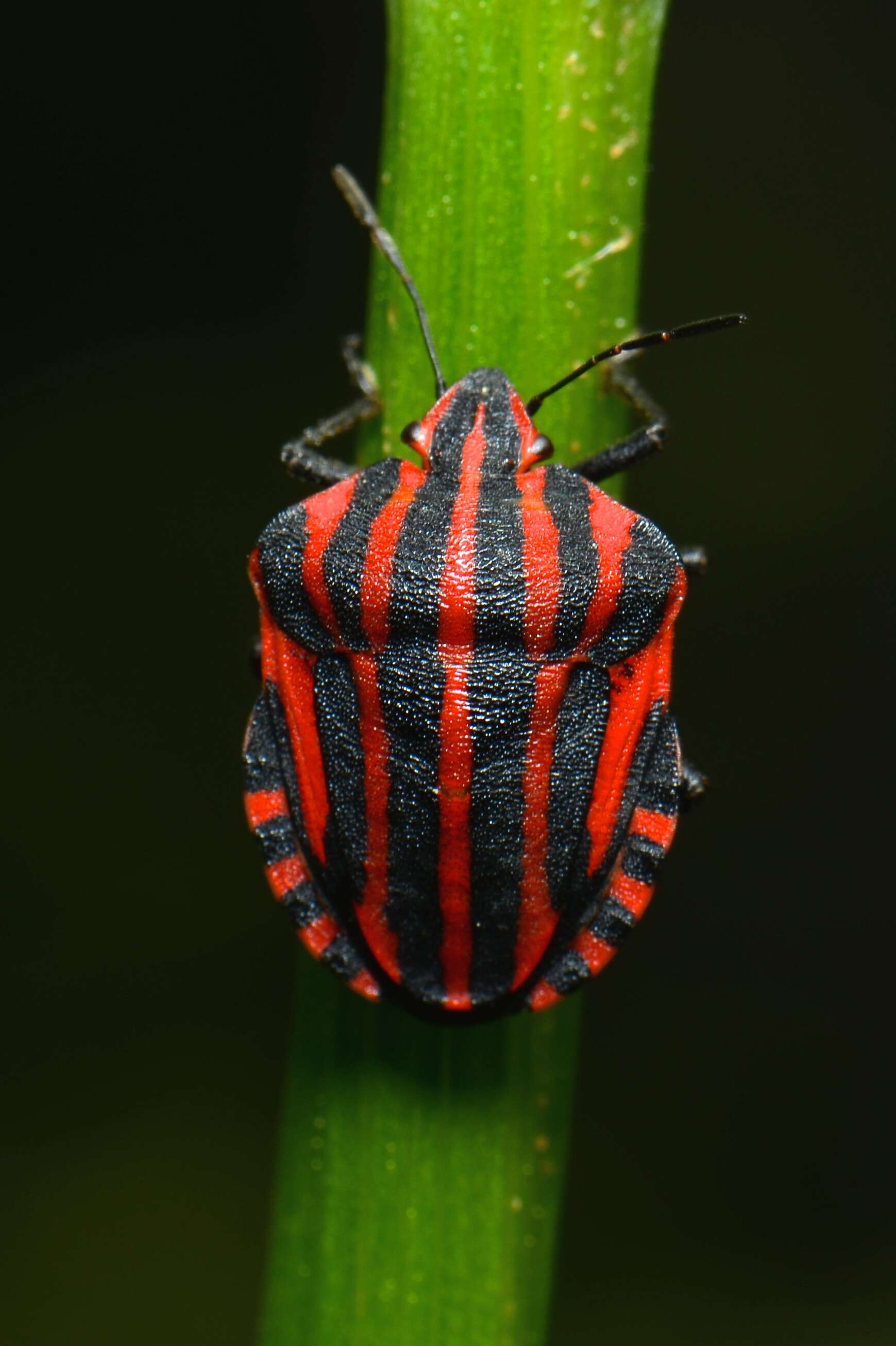 Image of <i>Graphosoma italicum</i>