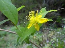 Image of Hypericum grandifolium Choisy