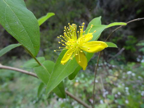 Image of Hypericum grandifolium Choisy