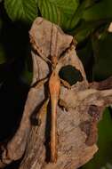 Image of giant stick insect