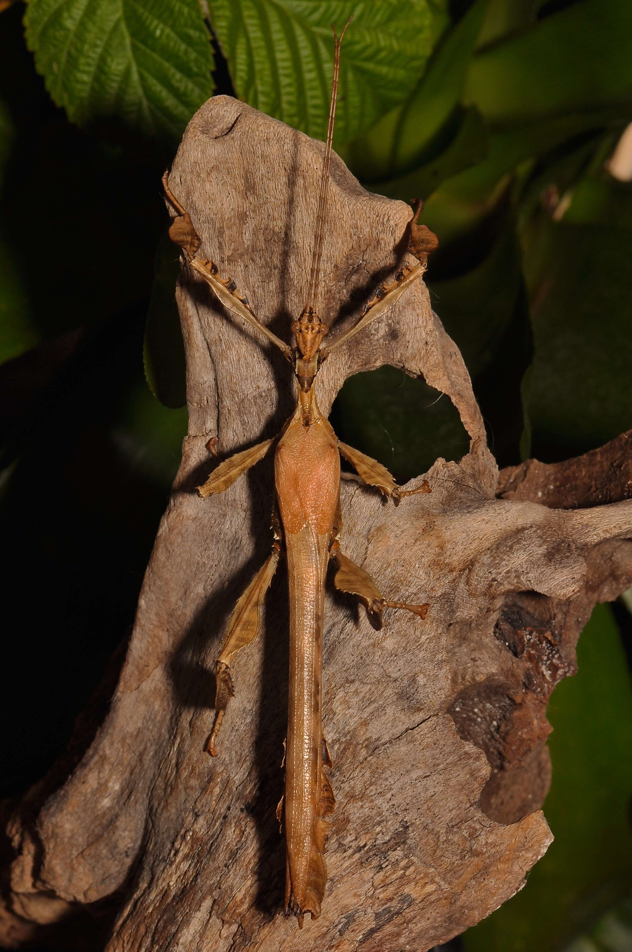 Image of giant stick insect