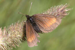 Image of Erebia pharte pharte