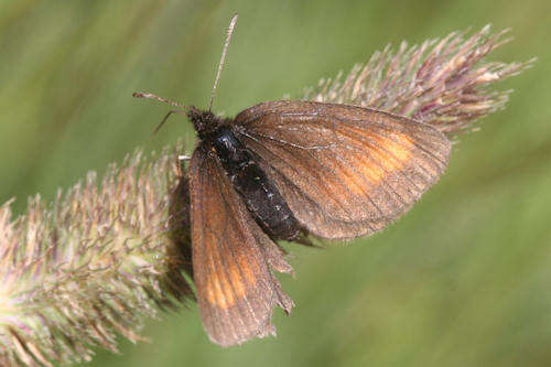 Image of Erebia pharte pharte