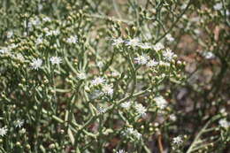 Image of Mesembryanthemum coriarium Burch. ex N. E. Br.