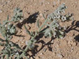 Image of Heliotropium tubulosum E. Mey. ex DC.