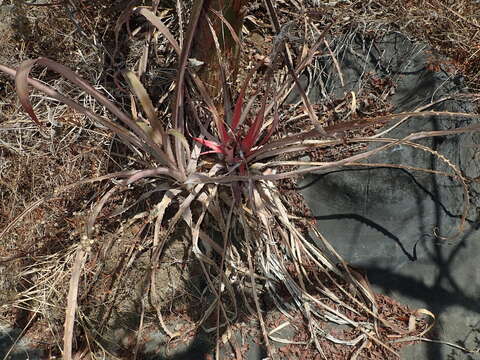 Image of Bromelia villosa Mez