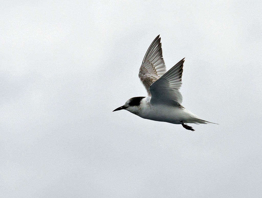 Image of Antarctic Tern