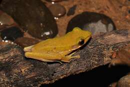 Image of Common Tree Frog