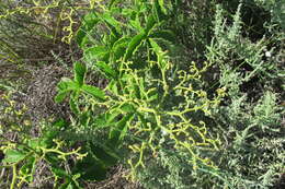 Plancia ëd Cyphostemma lanigerum (Harv.) Descoings ex Wild & R. B. Drumm.