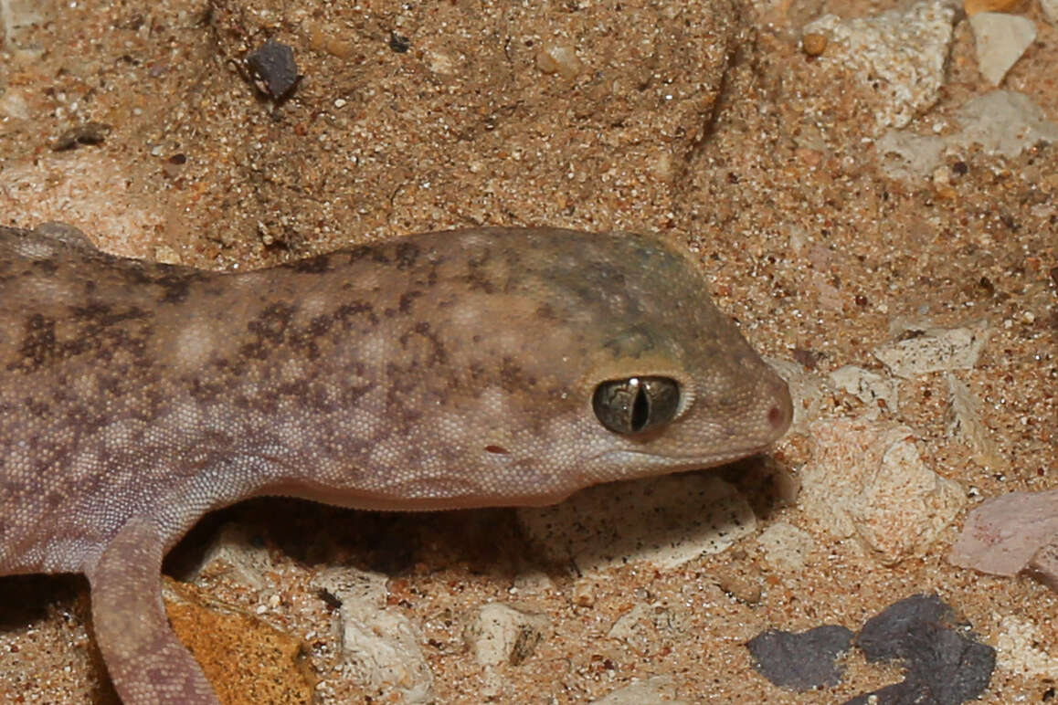 Image of Diplodactylus ameyi Couper & Oliver 2016