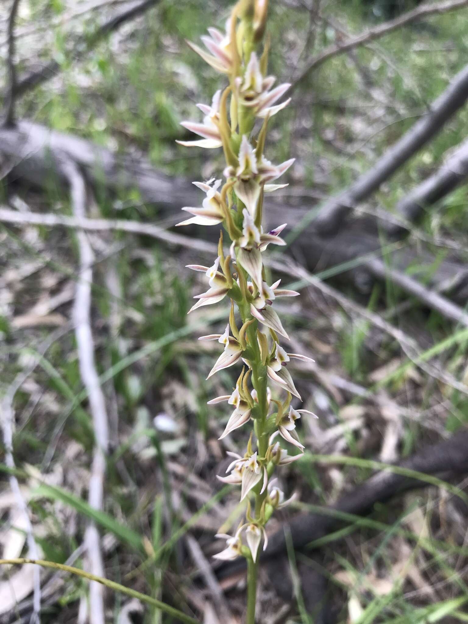 Image of Prasophyllum pruinosum R. S. Rogers