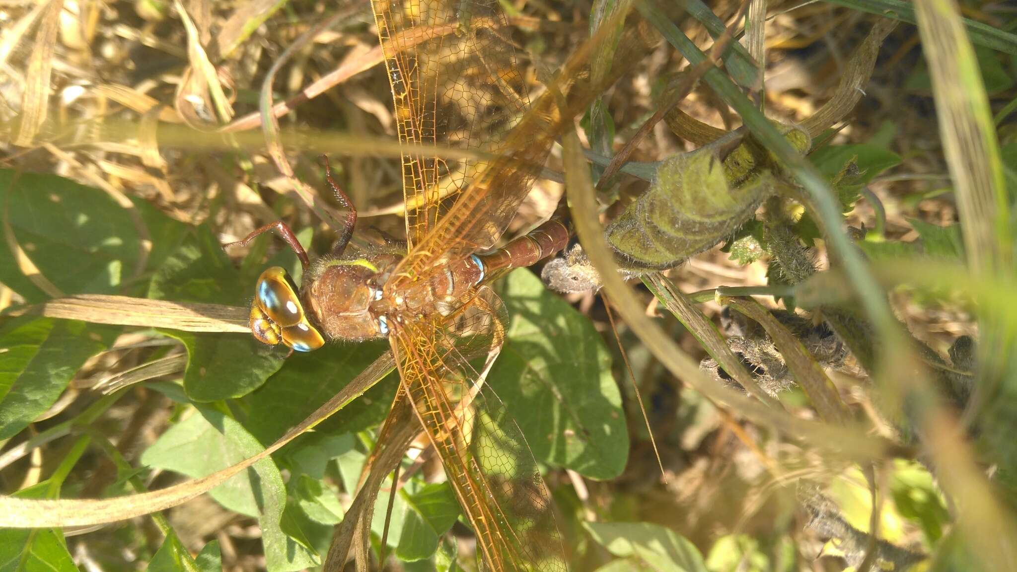 Image of Brown Hawker