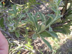 Imagem de Printzia polifolia (L.) Hutch.