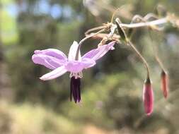 Image of Dichopogon capillipes (Endl.) Brittan