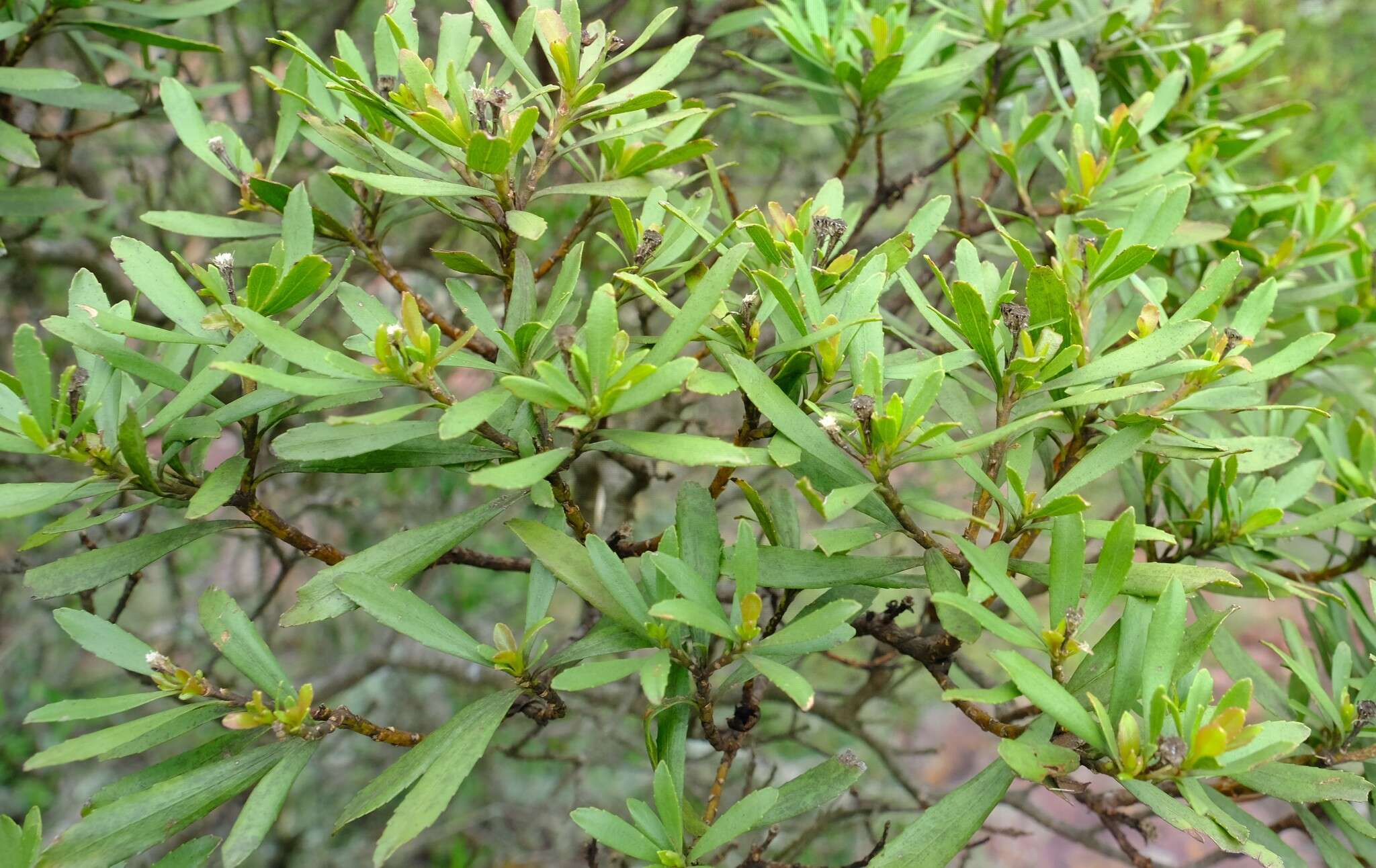 Callilepis caerulea (Hutch.) Leins的圖片