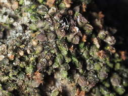 Image of Frullania catalinae A. Evans