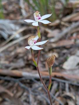 Image of Caladenia gracilis R. Br.