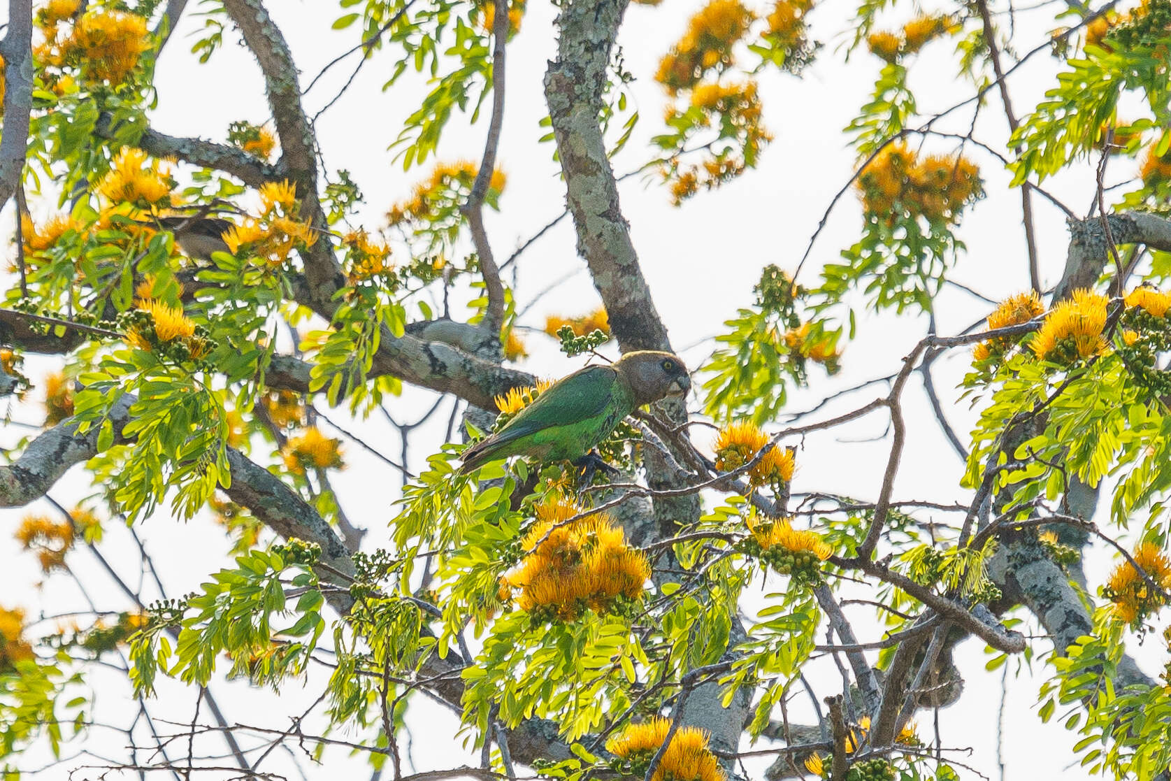 Image of Brown-headed Parrot