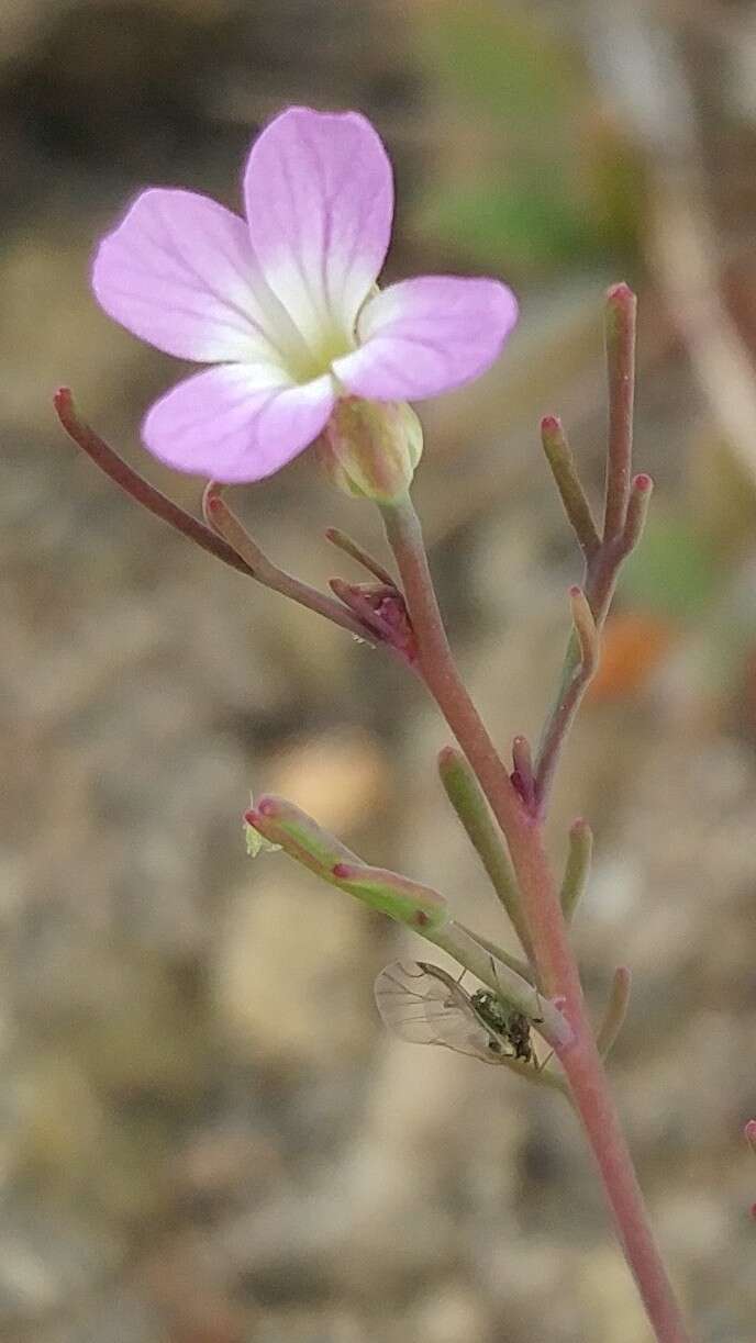 Image of Santa Cruz Island winged rockcress