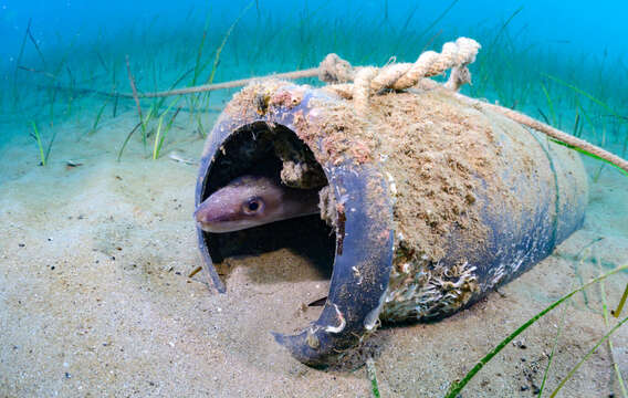 Image of Conger Eel