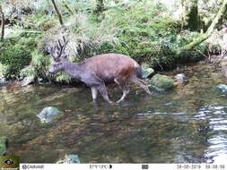 Image of Formosan sambar deer