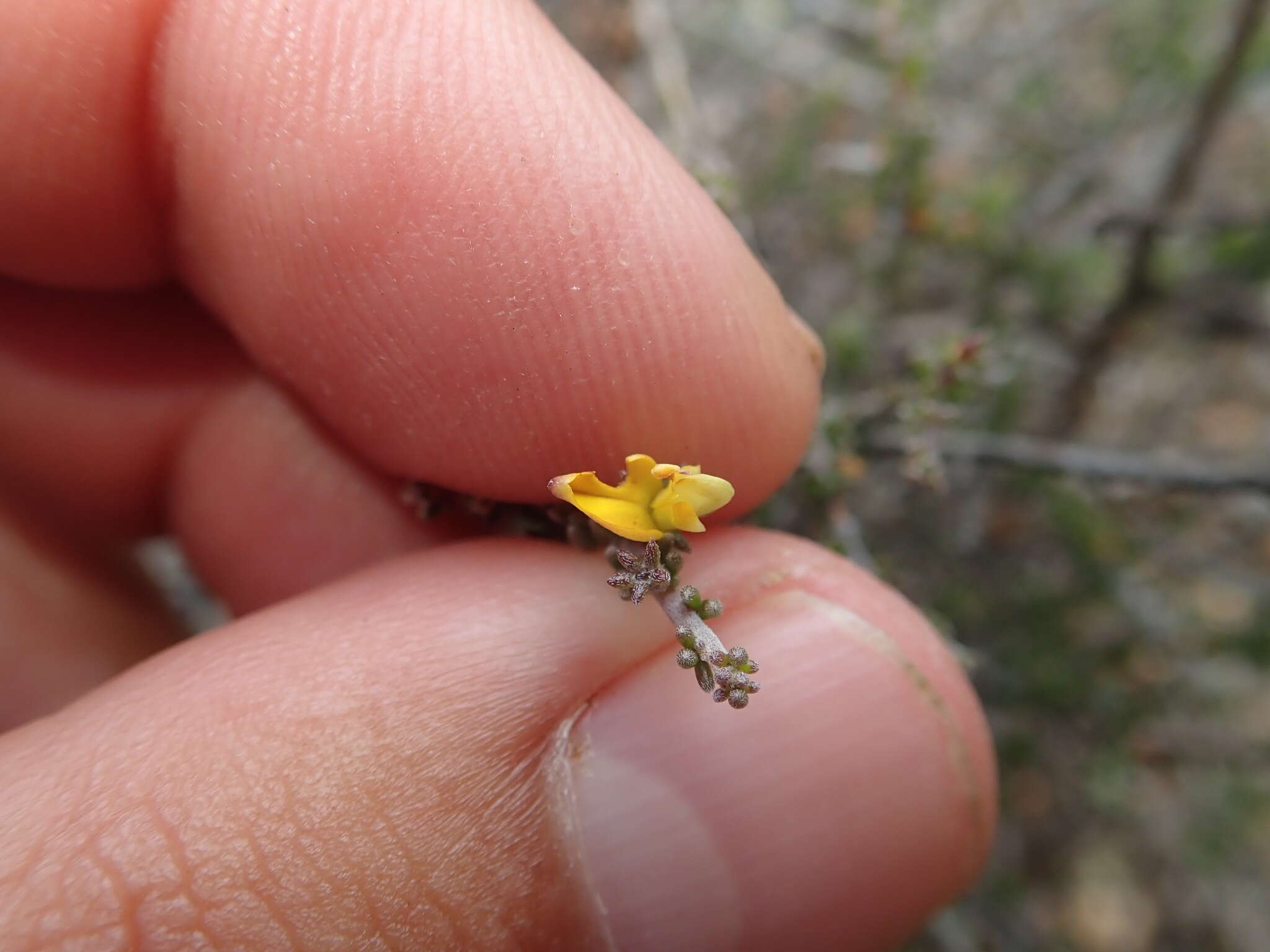 Image of Aspalathus smithii R. Dahlgren