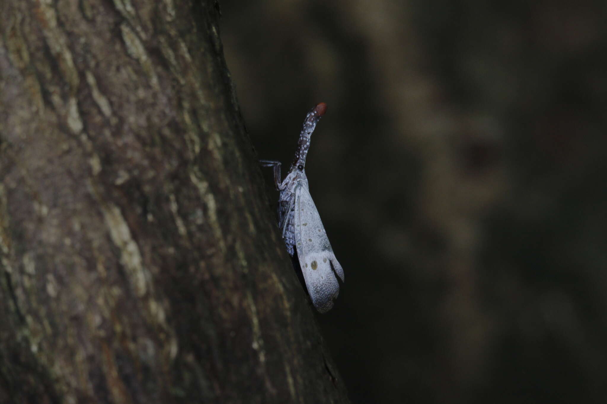 Pyrops pyrorhynchus (Donovan 1800) resmi