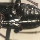 صورة Pterostichus (Pseudomaseus) tenuis (Casey 1924)