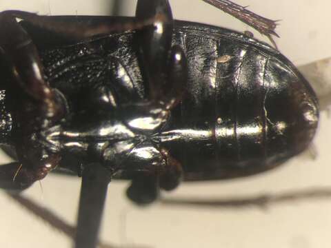 Imagem de Pterostichus (Pseudomaseus) tenuis (Casey 1924)