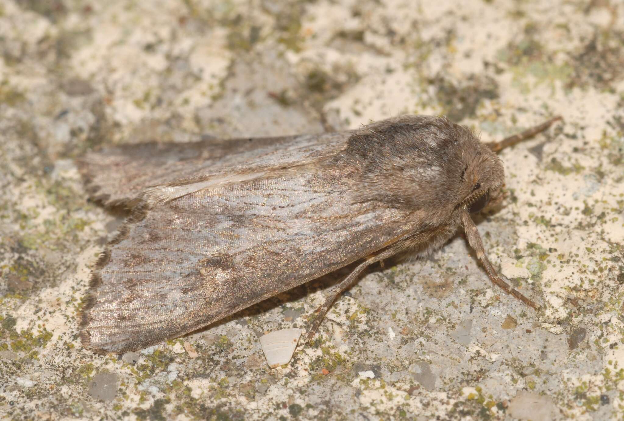 Image of feathered brindle