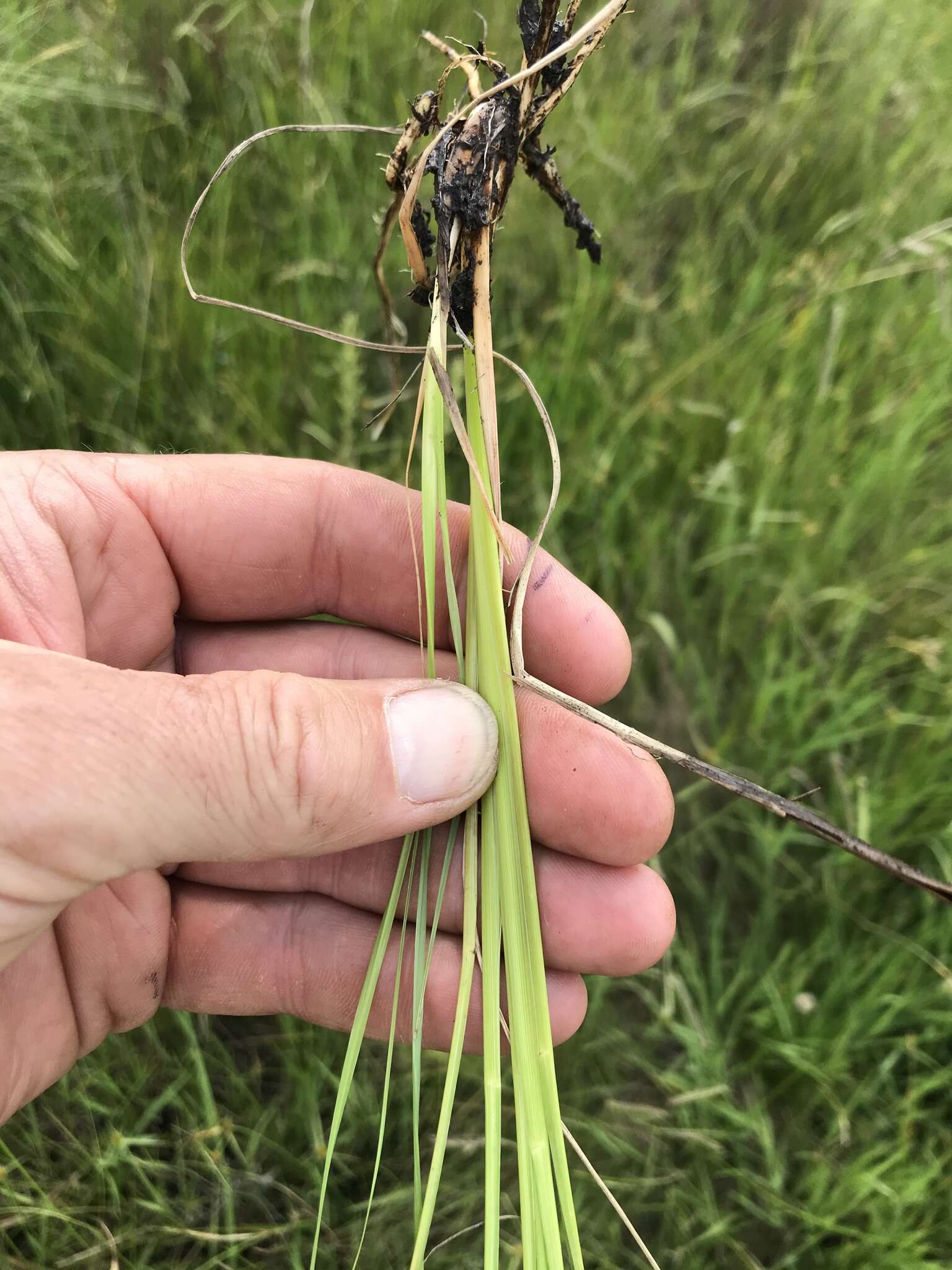 Image of Tough love-grass