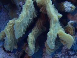 Image of Tube Coral