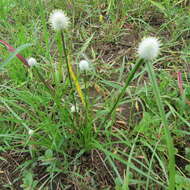 Image of Cyperus alatus subsp. albus (Nees) Lye