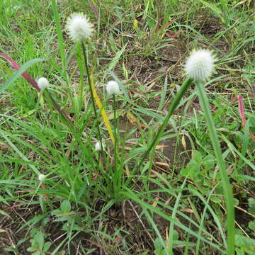 Sivun Cyperus alatus (Nees) F. Muell. kuva