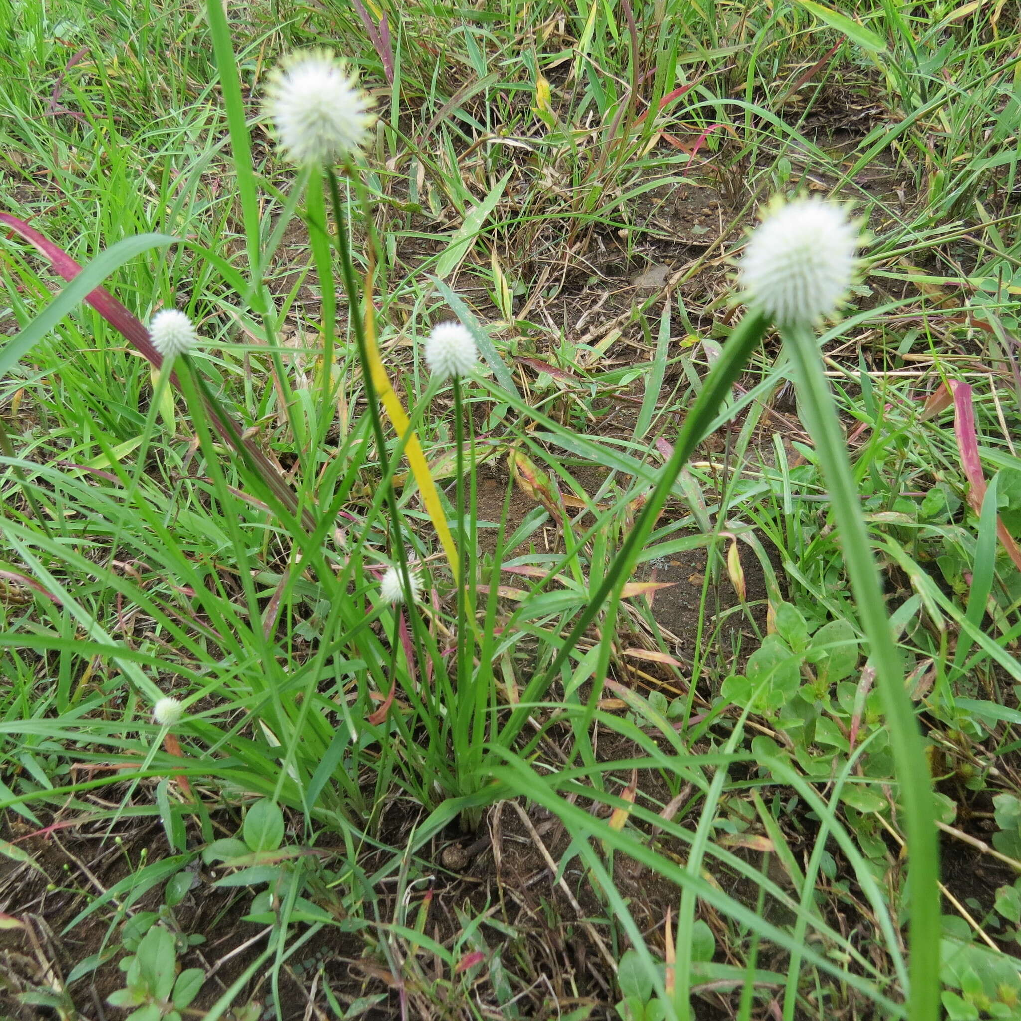 Image of Cyperus alatus subsp. albus (Nees) Lye