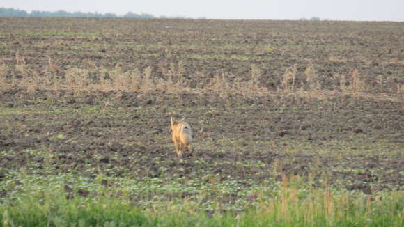 Слика од Vulpes corsac (Linnaeus 1768)