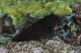 Image of Red-streaked Blenny