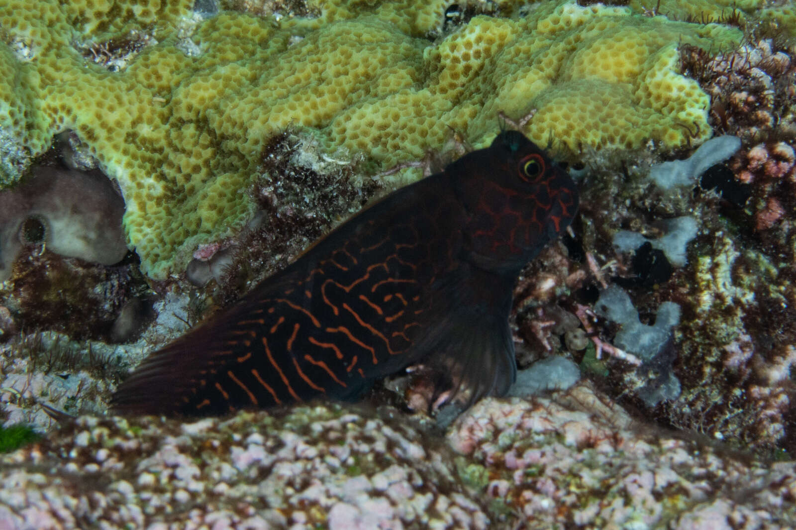 Image of Red-streaked Blenny