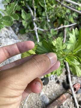 Image of Artemisia japonica Thunb.