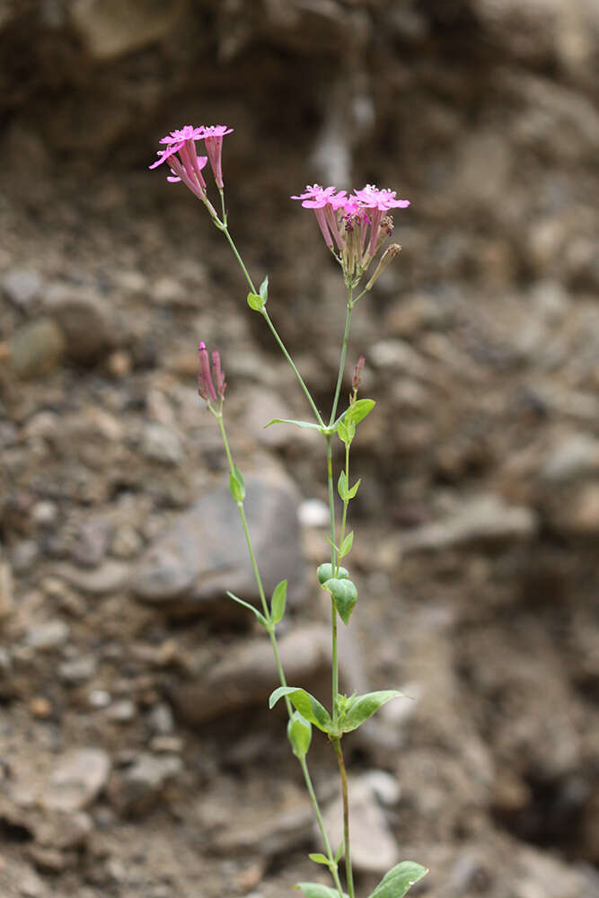 صورة Atocion armeria (L.) Fourr.