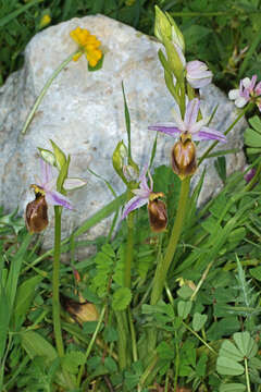 Image of Ophrys lycia Renz & Taubenheim