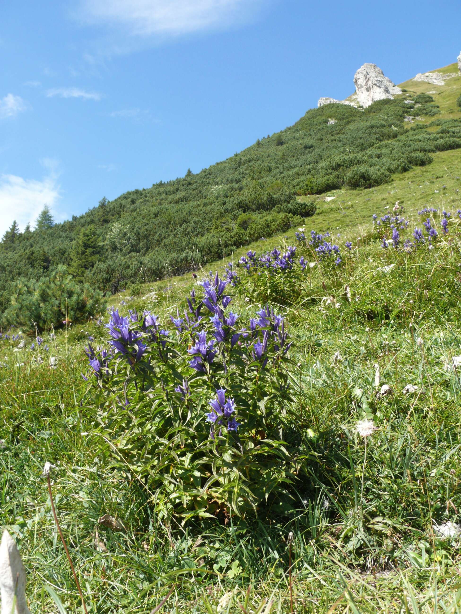 Gentiana asclepiadea L.的圖片