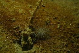 Image of wormy anemone