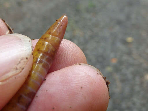 Image of Aqua Ize Caecilian