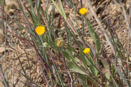 Image of field marigold