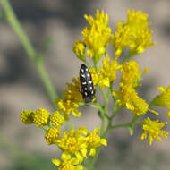 Image of Acmaeodera gibbula Le Conte 1858