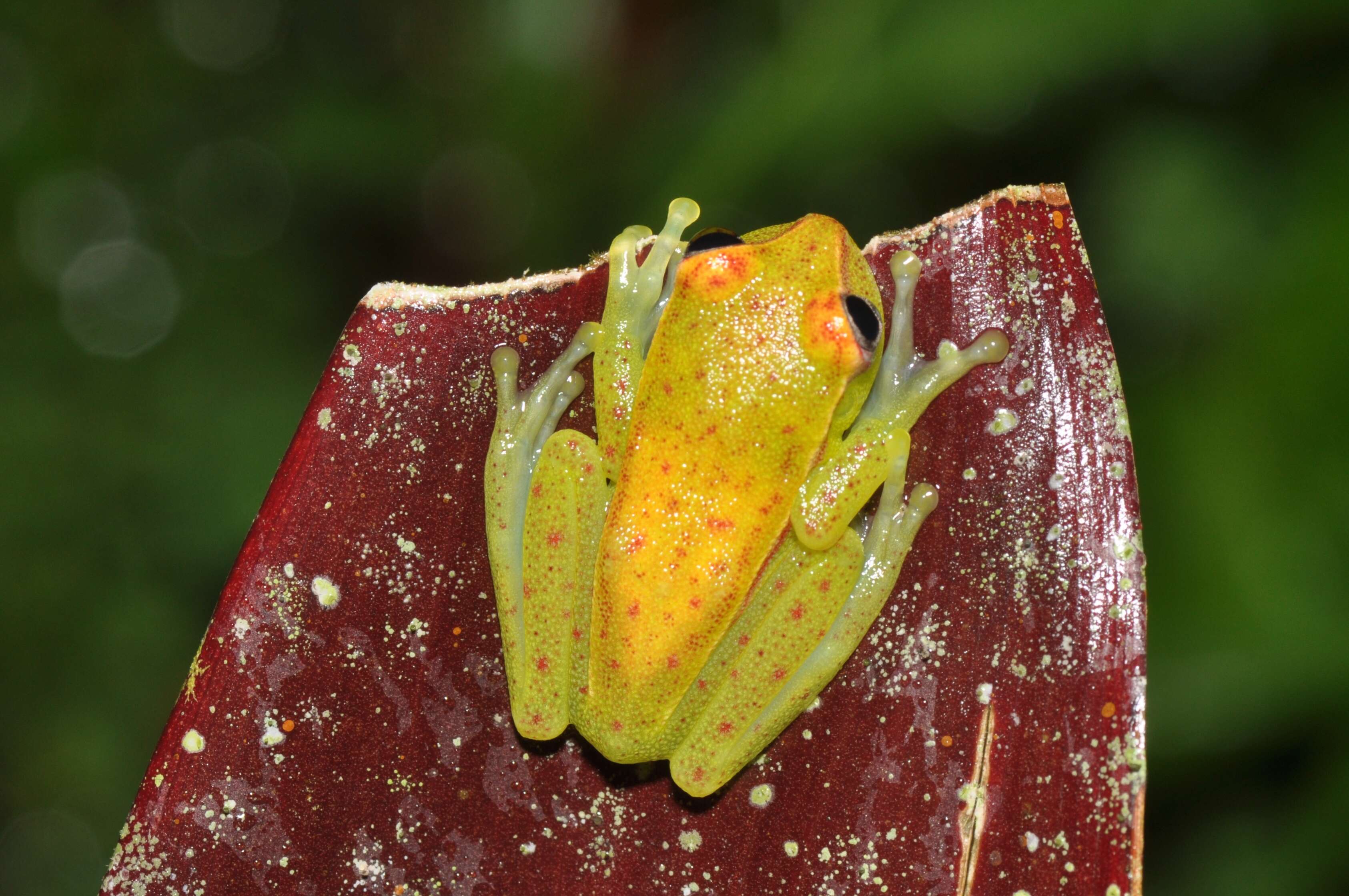 Image of Boana punctata (Schneider 1799)